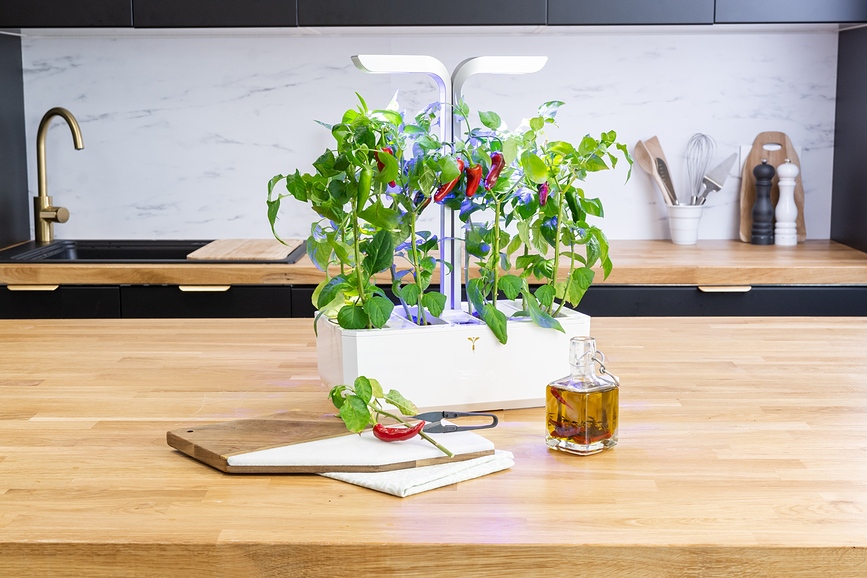 Lingot Recharge de Graines, tomates cerises