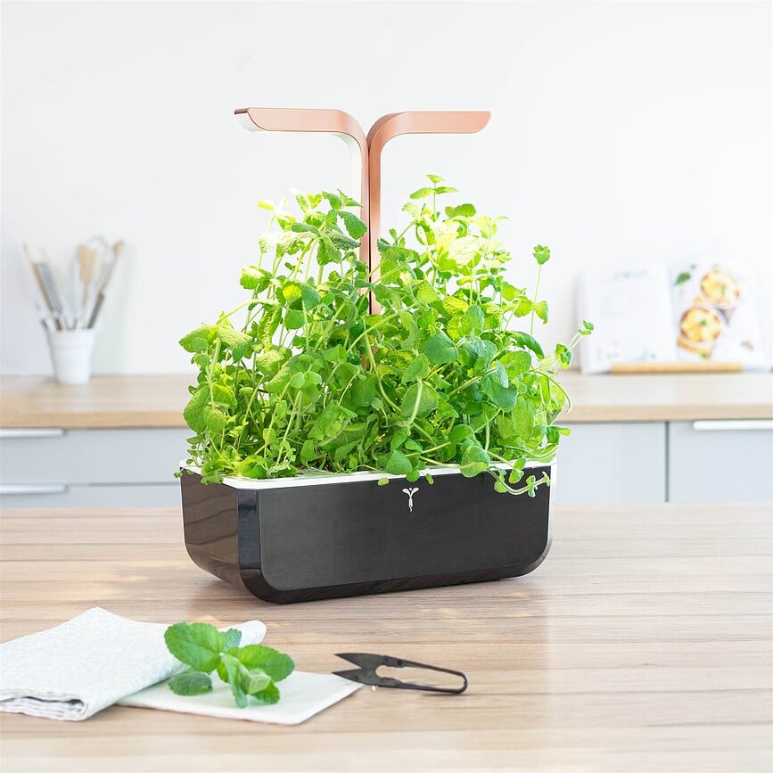 Lingot Recharge de Graines Basilic citronné, herbe aromatique insolite