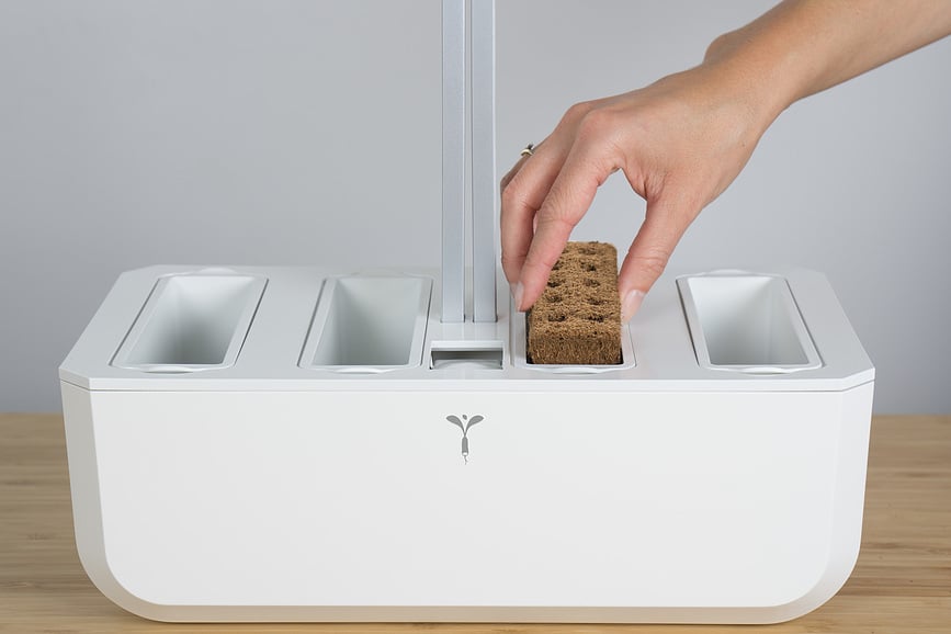 Lingot Recharge de Graines Basilic citronné, herbe aromatique insolite