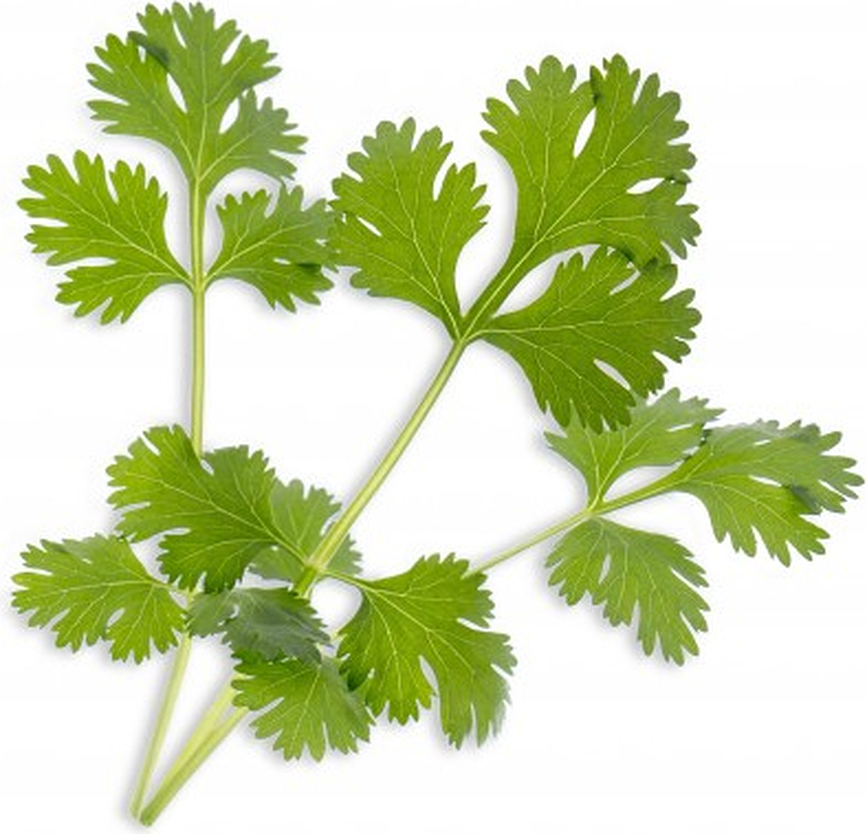 Lingot Coriandre, Herbe aromatique essentielle