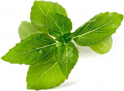 Lingot Recharge de Culture, Basilic cannelle, herbe rare