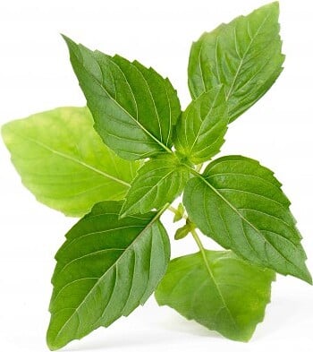 Lingot Recharge de Culture, Basilic Thaï