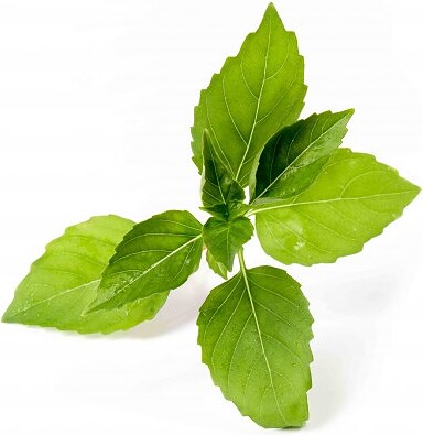 Lingot Recharge de Graines Basilic citronné, herbe aromatique insolite