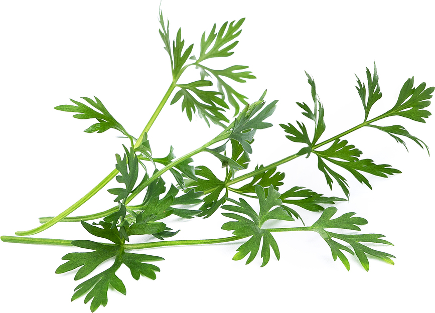 Lingot Recharge De Graines Cumin, herbes originales