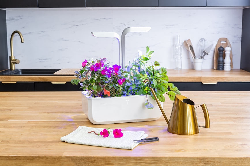 Lingot Recharge Pensées, fleurs comestibles