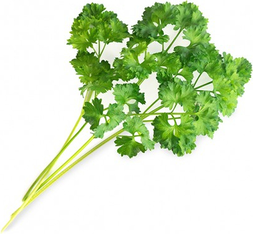 Lingot Recharge De Graines, Persil frisé, herbes aromatiques de base