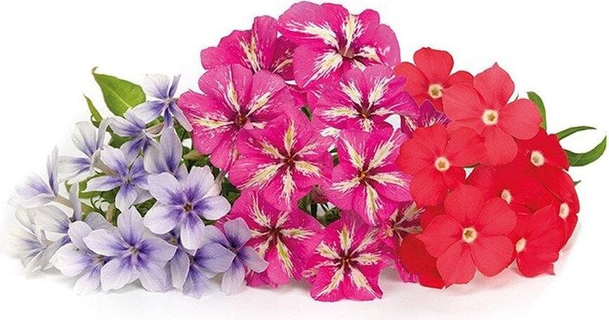 Lingot Recharge de Graines, phlox, fleurs comestibles
