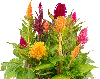Lingot Seemnekassett dekoratiivsed taimed