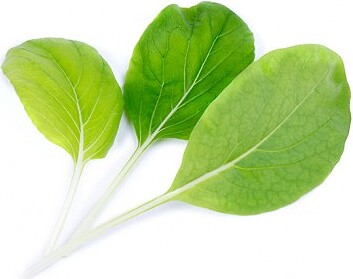 Lingot Sjemenska Kapsula Bok Choy lisnato povrće