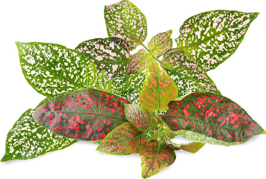 Lingot Sjemenski Uložak Nedošijan ukrasna biljka