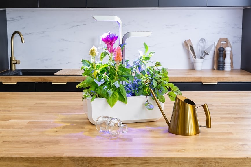 Lingot Sjemenski Uložak miłka trava ukrasna