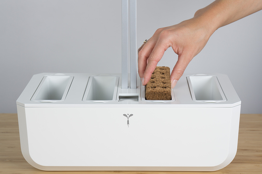 Lingot Uložak sa sjemenom bosiljak