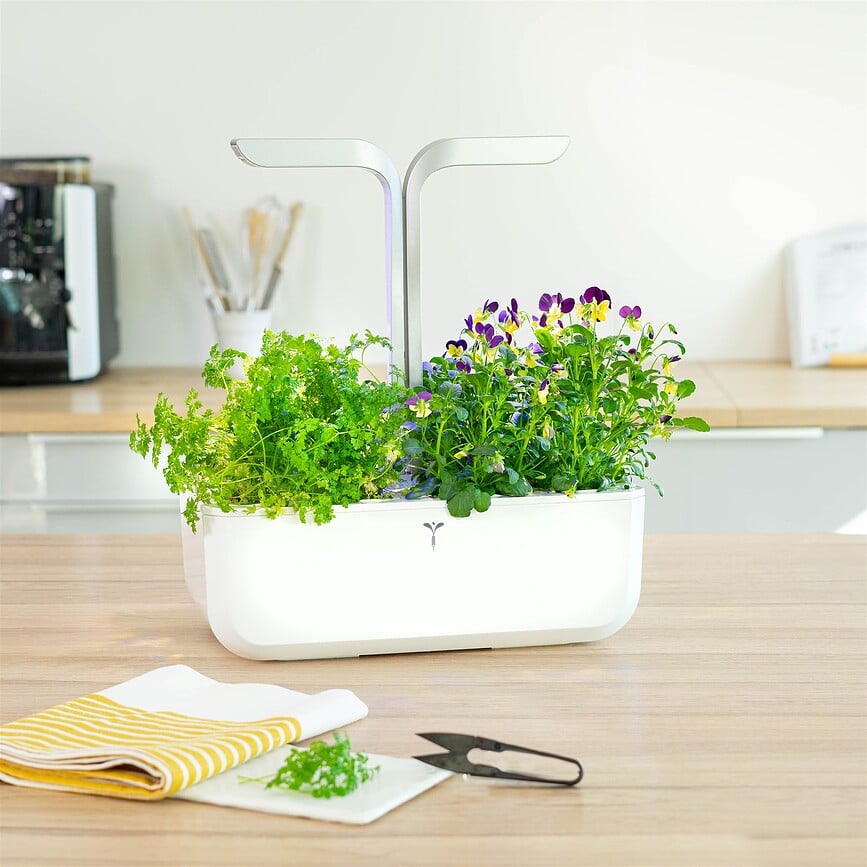 Lingot Uložak sa sjemenom bosiljak