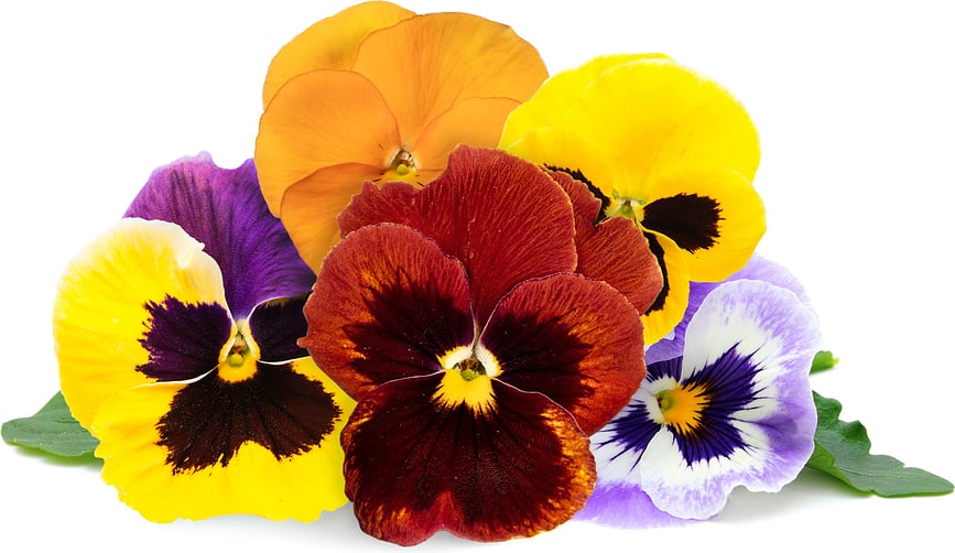 Lingot Uložak za Sjeme vrtne maćuhice