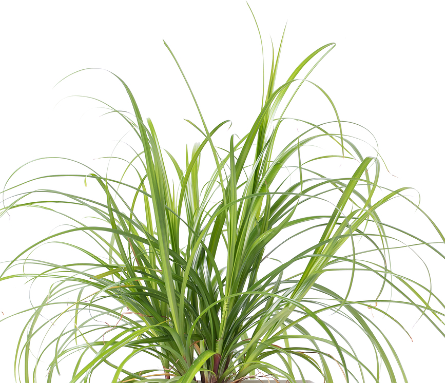 Lingot Vložek za semena, okrasne rastline mačja trava