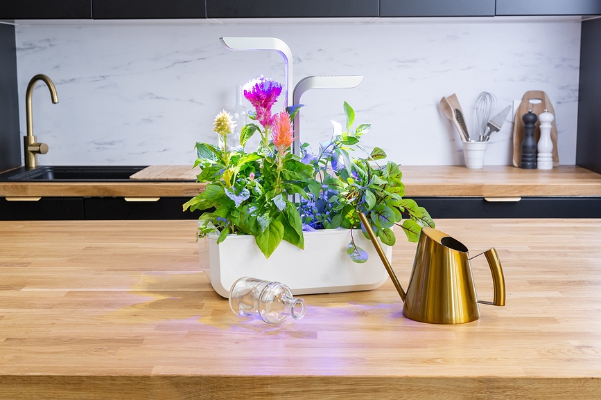 Lingot Vložek s semeni, okrasna rastlina, milka trava