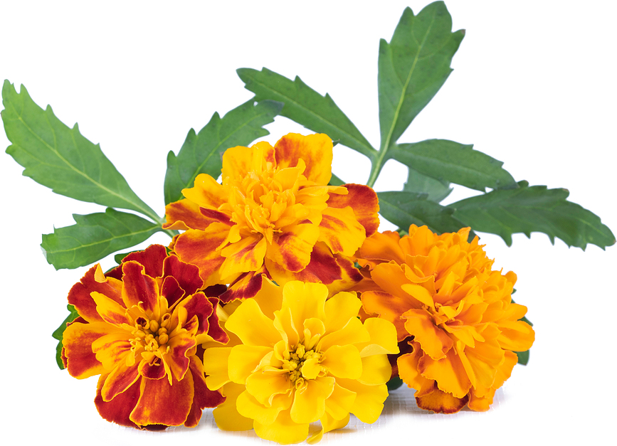 Lingote de Semillas Lingot, Tagete, flores comestibles