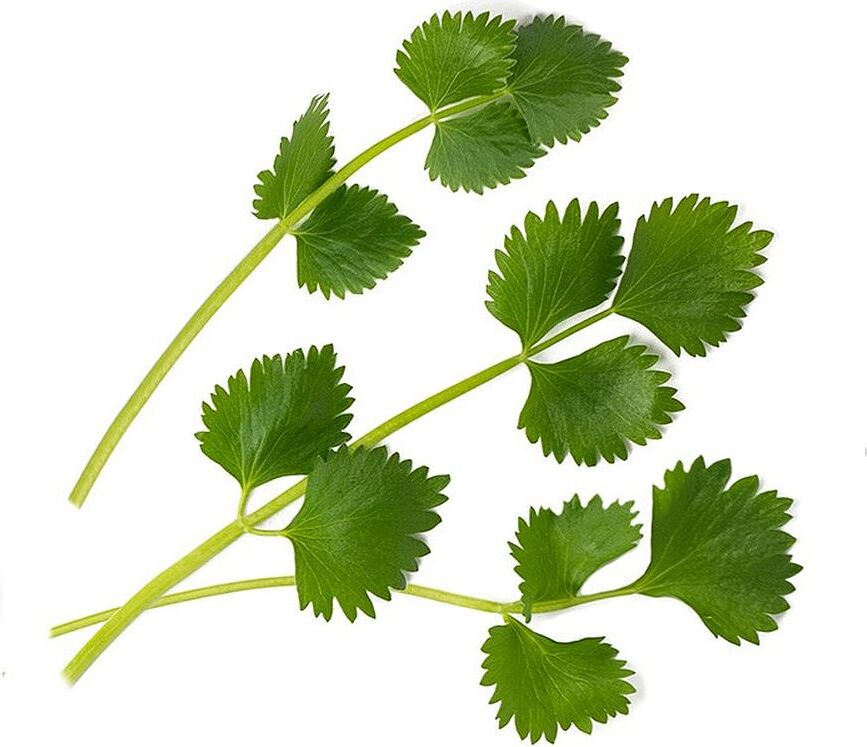 Recambio de Semillas Lingot, Pimpinela anís, hierbas aromáticas especiales