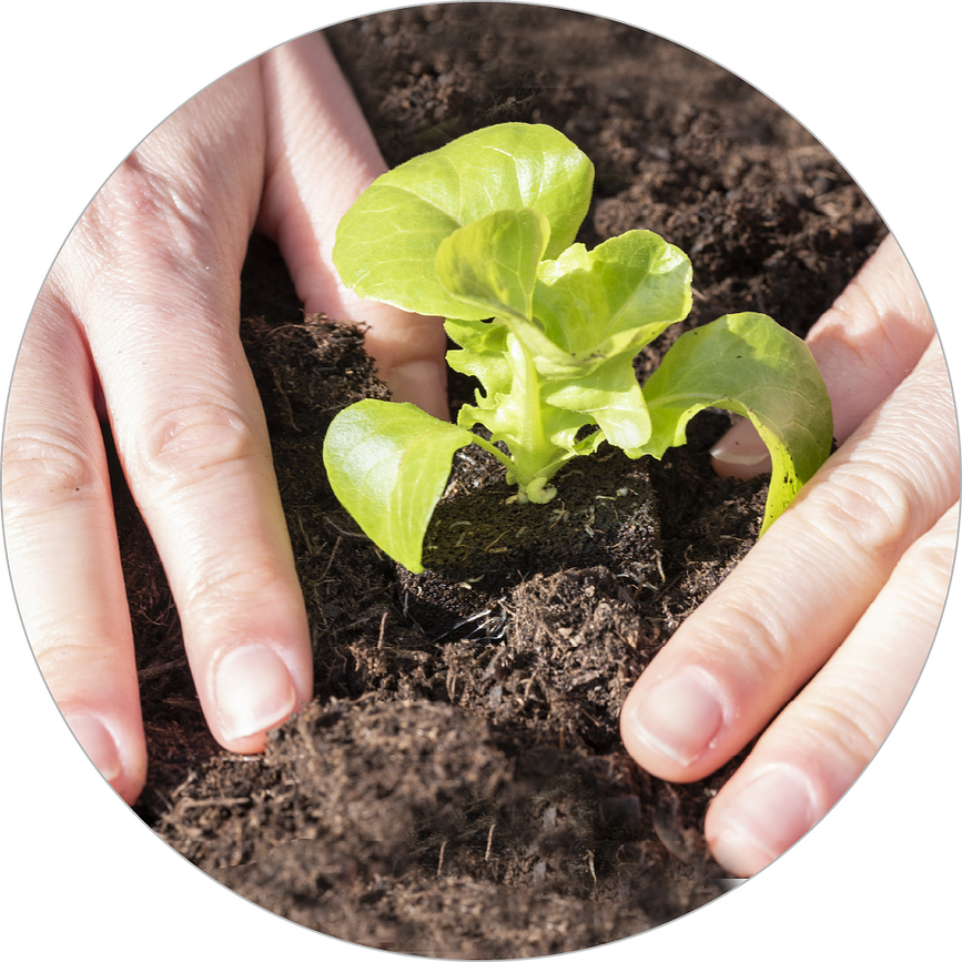 Recambio para Kit de Cultivo Veritable, 30 piezas