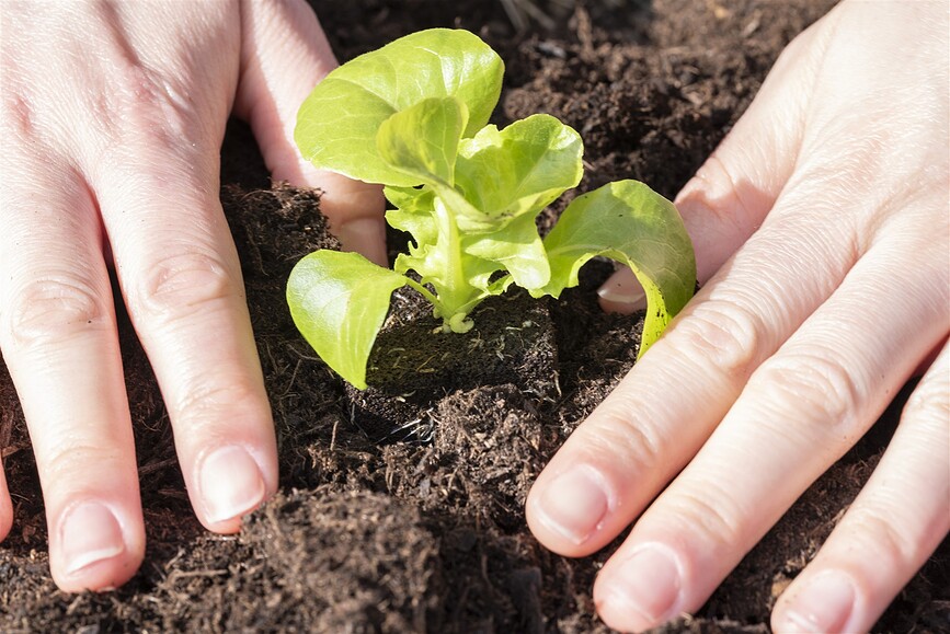 Recambio para Kit de Cultivo Veritable, 30 piezas
