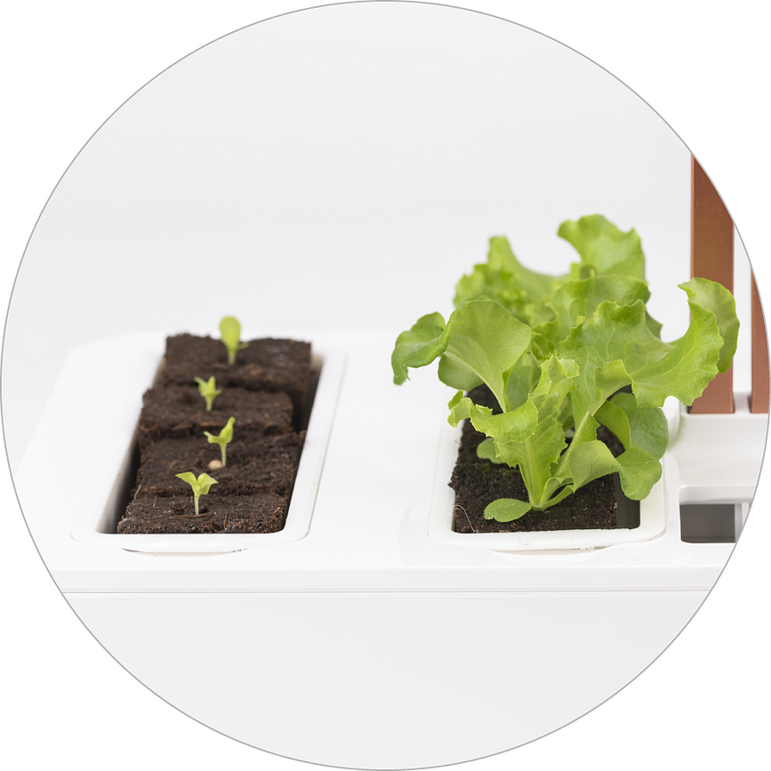 Set de cultivo para plantas Veritable, Set de 24 piezas