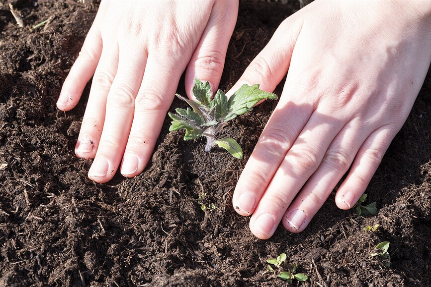 Set de cultivo para plantas Veritable, Set de 24 piezas
