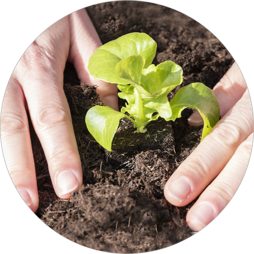 Set de cultivo para plantas Veritable, Set de 24 piezas