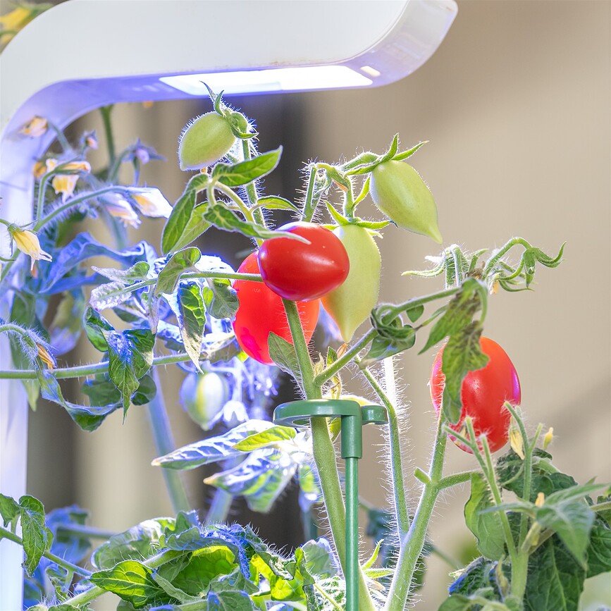 Soportes para plantas Veritable, 12 unidades