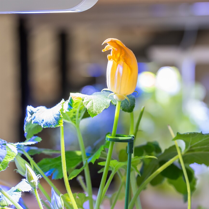 Soportes para plantas Veritable, 12 unidades