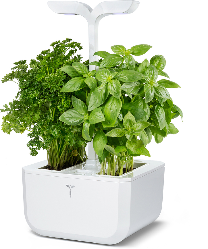 Veritable Exky Classic Lonček