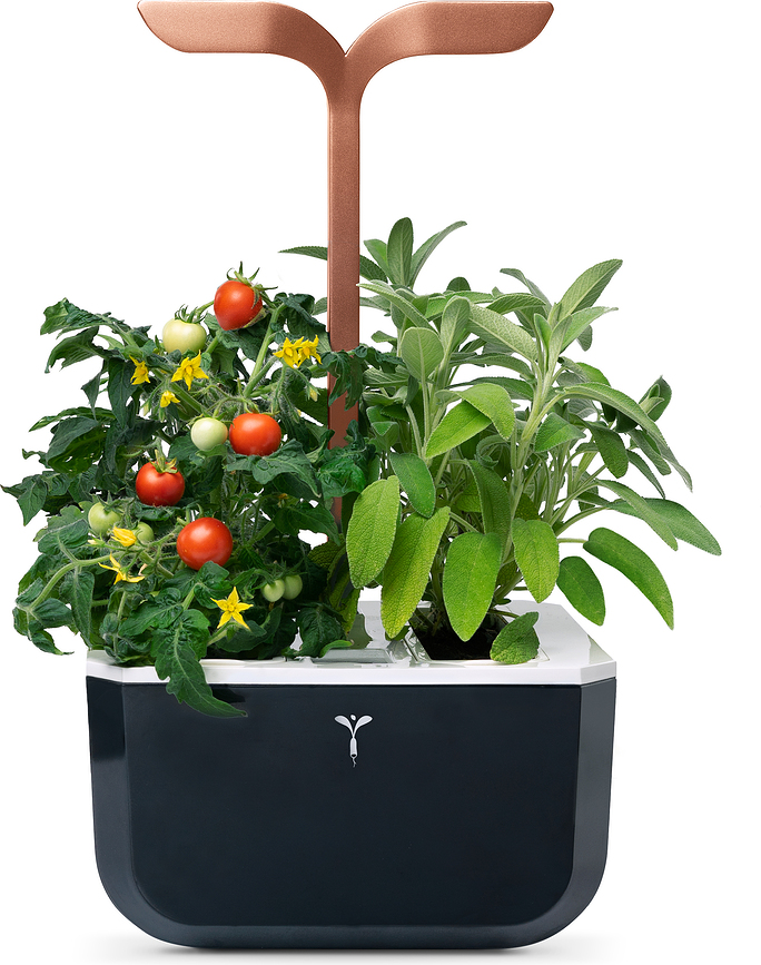 Veritable Exky Smart Copper Pot de culture, intelligent, couleur cuivre