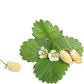 Wkład nasienny Lingot krzewinki owocowe poziomka biała