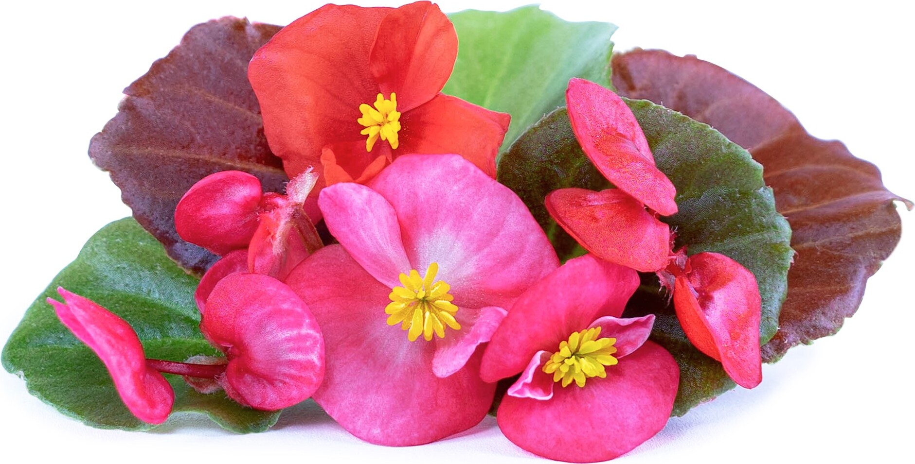Wkład nasienny Lingot kwiaty jadalne begonia