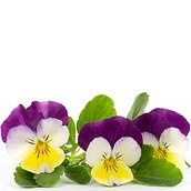 Wkład nasienny Lingot kwiaty jadalne bratki