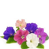 Wkład nasienny Lingot kwiaty jadalne petunia
