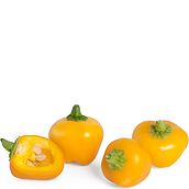 Wkład nasienny Lingot mini warzywa papryka żółta
