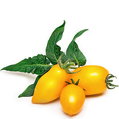 Wkład nasienny Lingot mini warzywa pomidor koktajlowy żółty