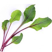 Wkład nasienny Lingot warzywa liściowe burak ćwikłowy