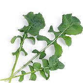 Wkład nasienny Lingot warzywa liściowe rukola