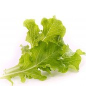 Wkład nasienny Lingot warzywa liściowe sałata dębowa