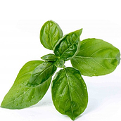 Wkład nasienny Lingot zioła podstawowe bazylia