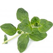 Wkład nasienny Lingot zioła podstawowe oregano