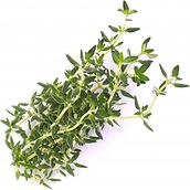 Wkład nasienny Lingot zioła podstawowe tymianek