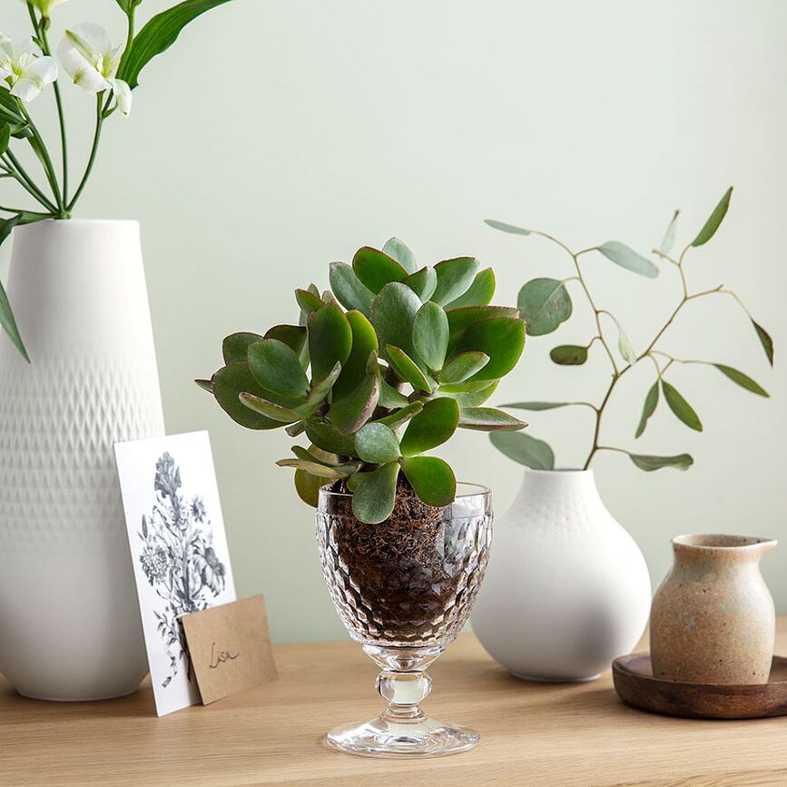 Boston Verre à Vin Rouge 200 ml