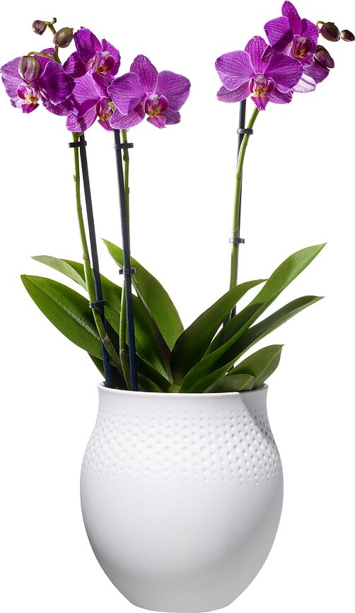 Perle Manufacture Collier Blanc Vase 20 cm